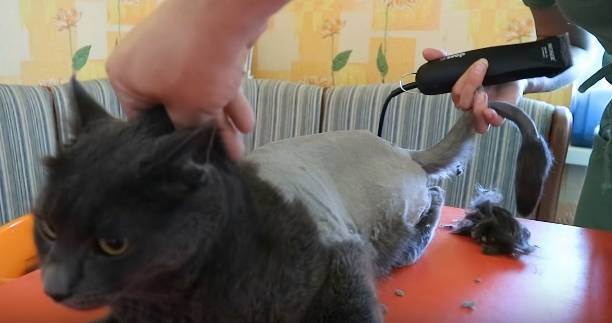 Стресс у кошки после стрижки: почему животное ведет себя странно и не может лечь?