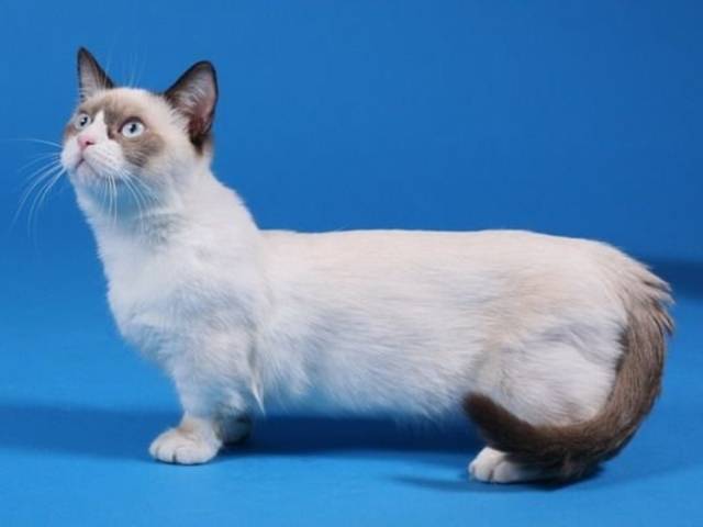 Манчкин — порода кошек с короткими лапками: описание, характер и уход