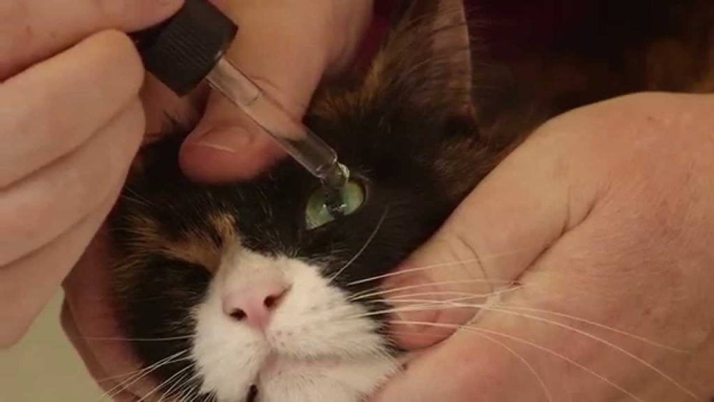 Как закапать капли в глаза кошке?