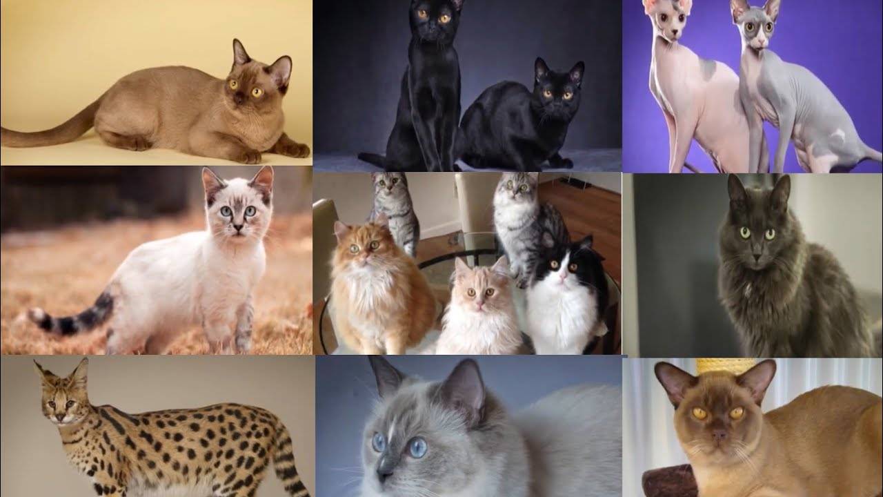 10 самых опасных пород кошек в мире