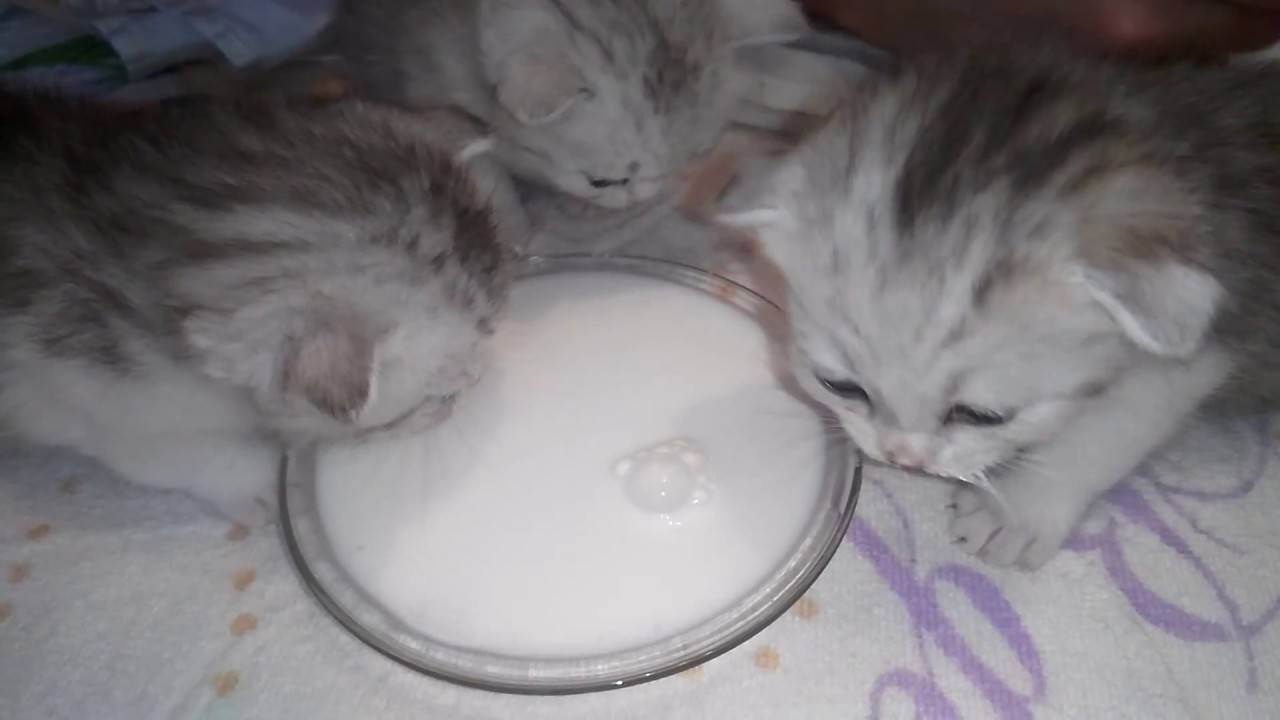 Когда начинать кормить котят. Недельные котята. Прикорм для котят. Котята 2 недели. Прикорм месячных котят.