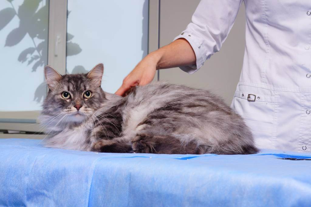 Как ухаживать за котом в первые дни после операции по кастрации, когда его можно кормить и мыть?