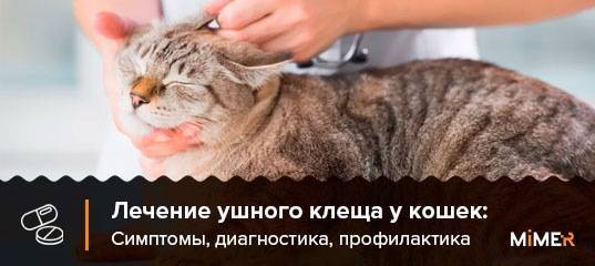 Симптомы и лечение ушного клеща у кошек
