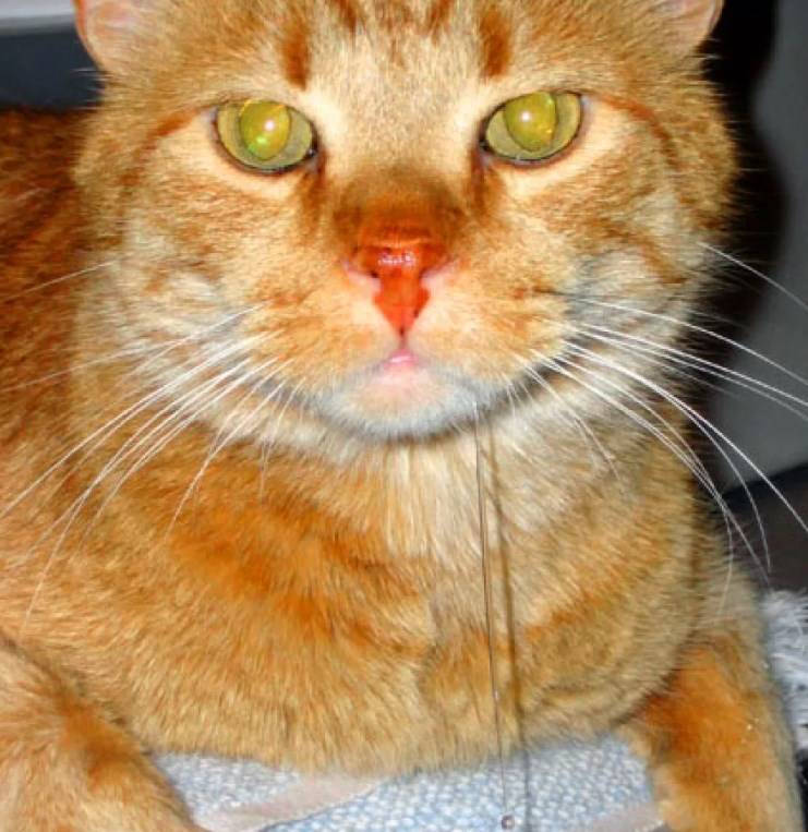 У кота вязкая слюна. обильное слюноотделение у кота (кошки) — причины и лечение