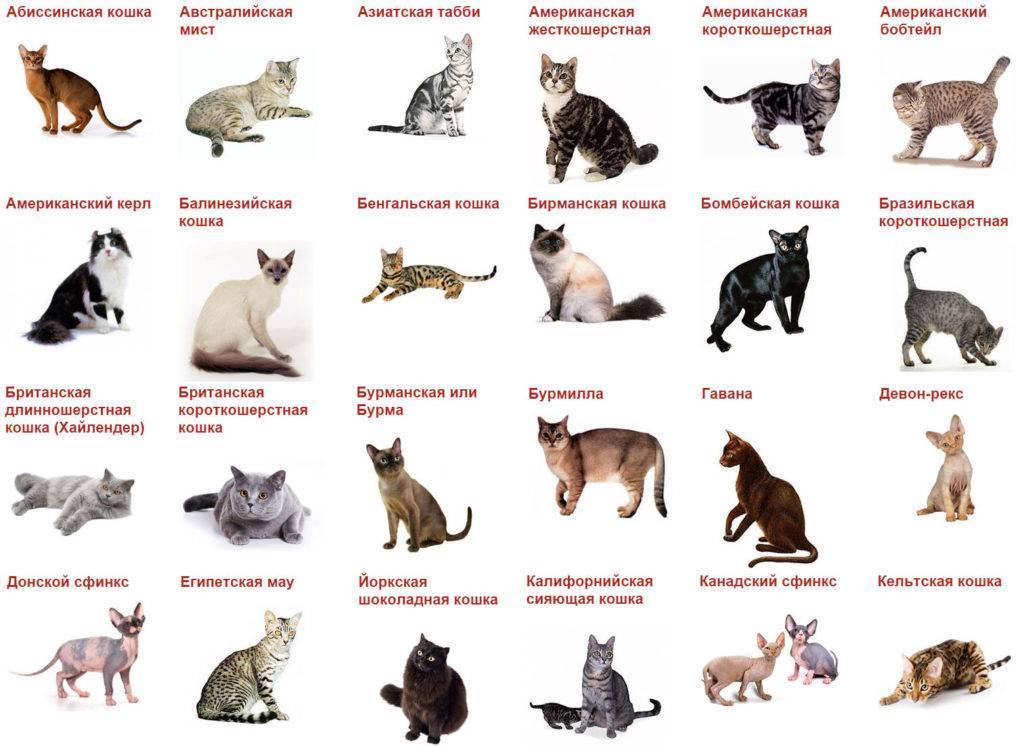 Редкие породы кошек с фотографиями и названиями, информация о них