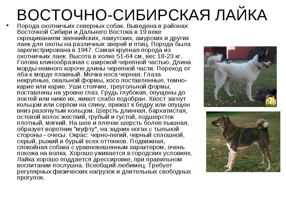 Мелкие породы собак. описание, названия, виды и фото мелких пород собак | живность.ру