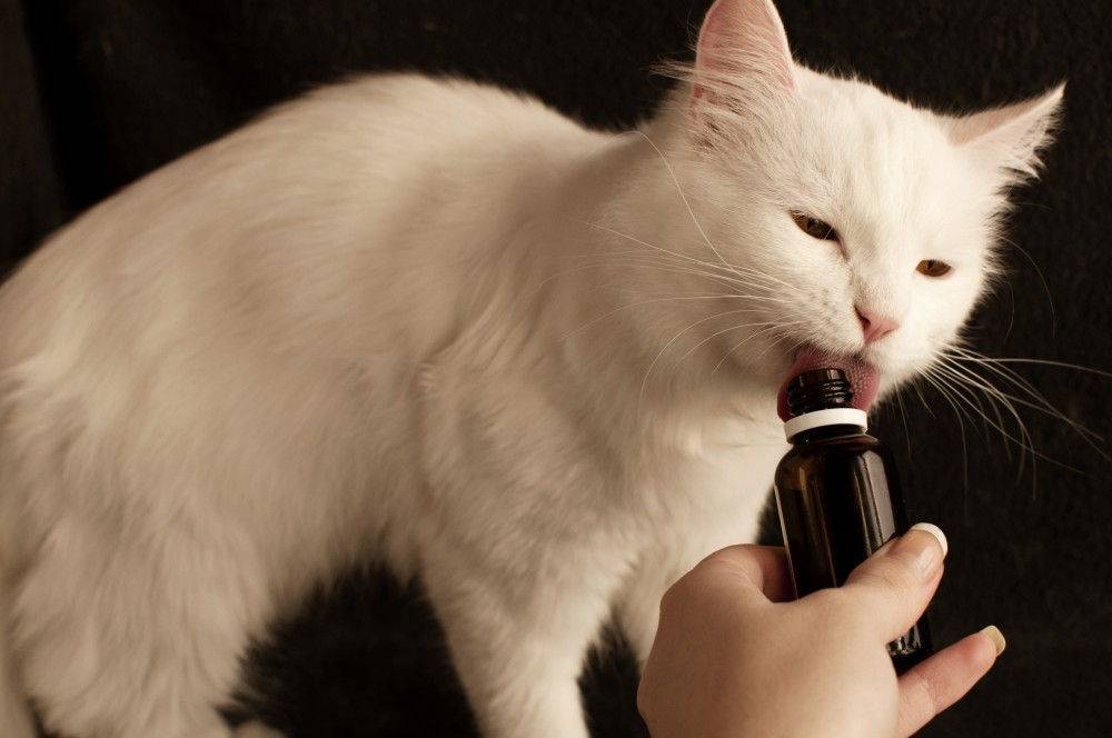 Почему коты любят валерьянку и можно ли давать для успокоения в лечебных целях