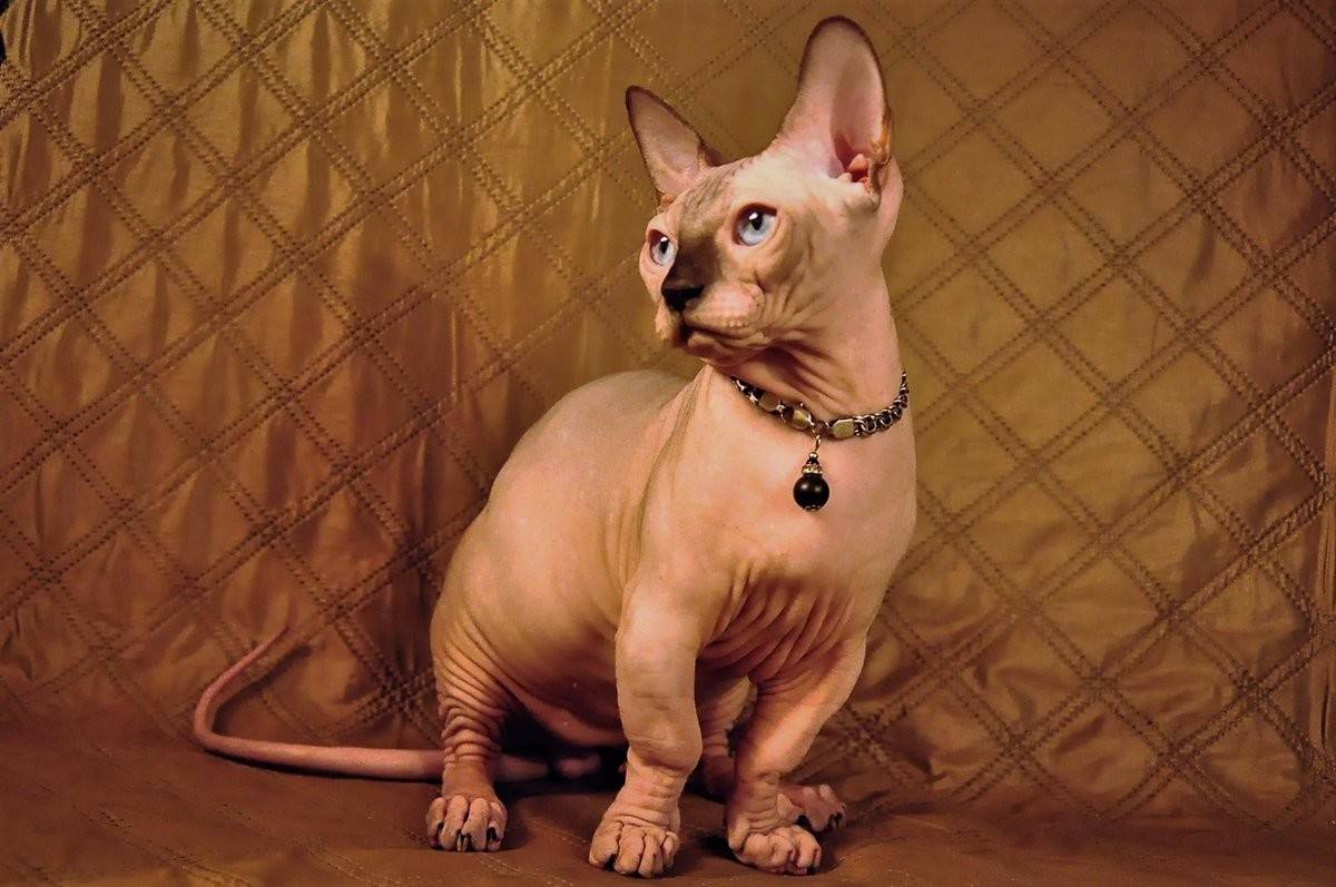 Бамбино: описание кошек и котов, уход и кормление