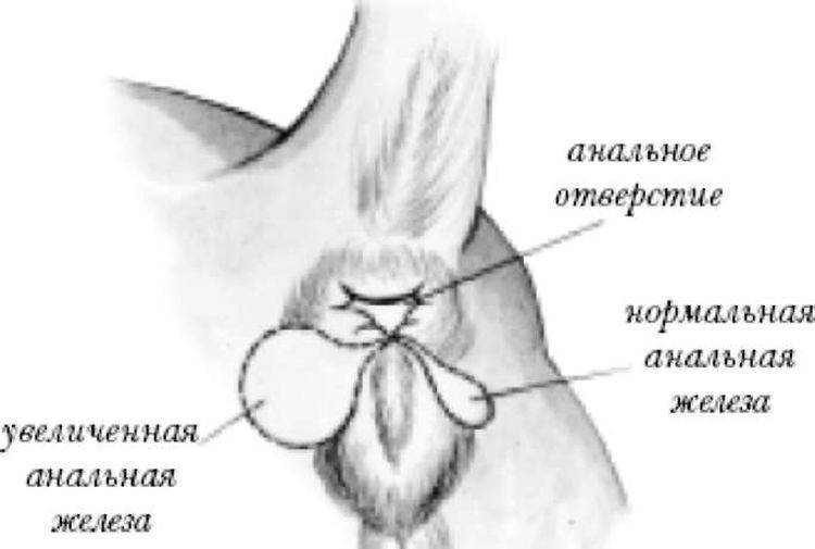 Воспаление параанальных желез у кошек: диагностика и лечение | блог на vetspravka.ru