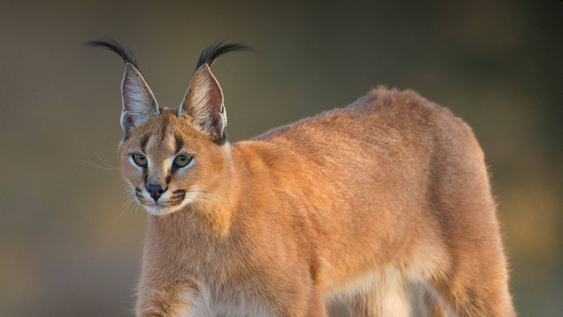 Кошка рысь - порода, кошка похожая на рысь с кисточками на ушах