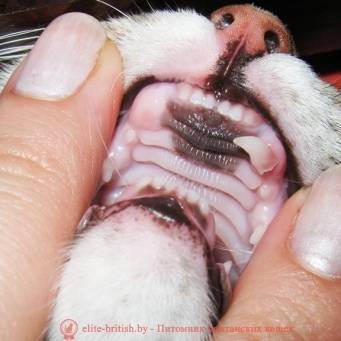Когда у котят меняются зубы - как обеспечить надлежащий уход?