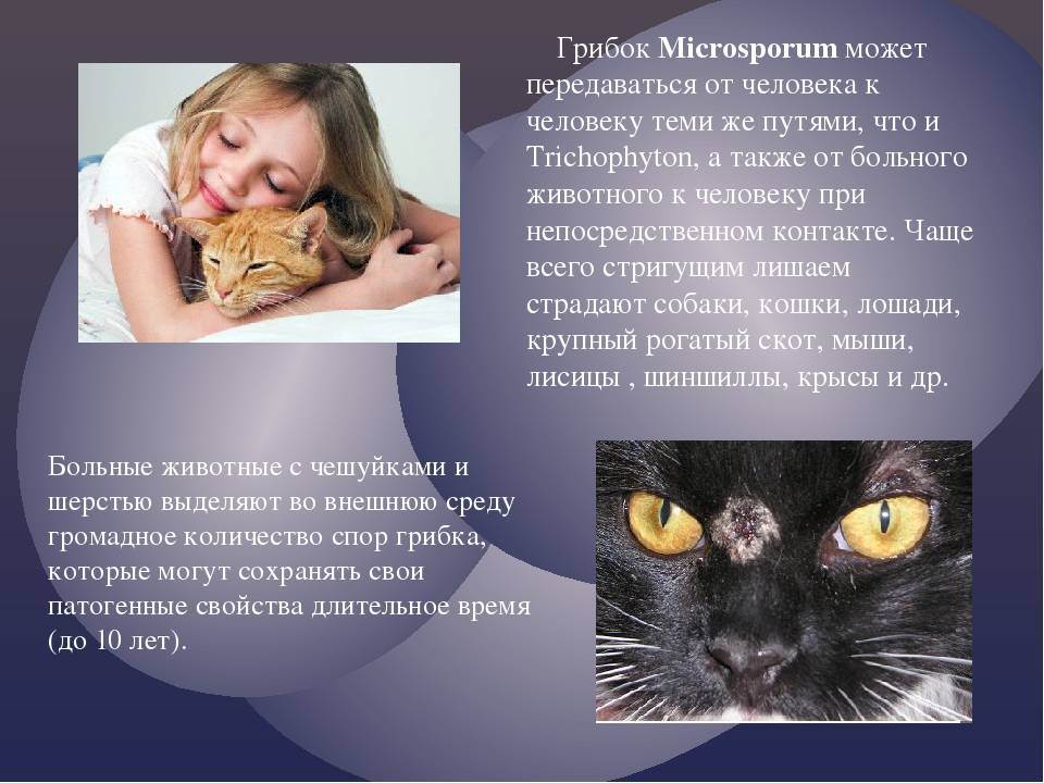 Лишай у кошек: что делать? - здоровье животных | сеть ветеринарных клиник, зоомагазинов, ветаптек в воронеже