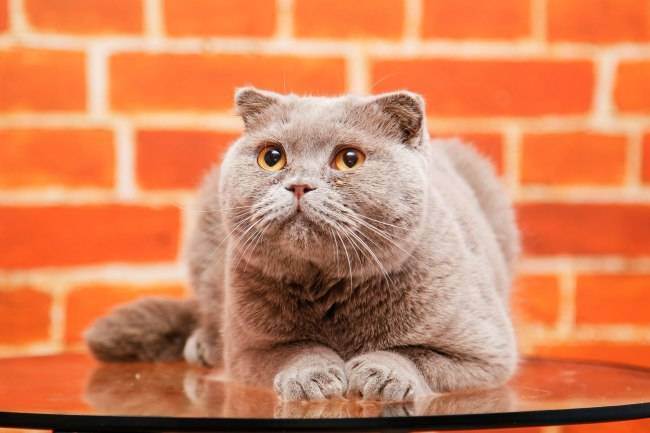 Вопрос к заводчикам кошек. - запись пользователя юлия (id1428377) в сообществе домашние животные в категории помогите советом - babyblog.ru