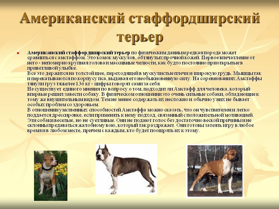 Собака стаффорд: описание породы, характер, особенности ухода и отзывы :: syl.ru