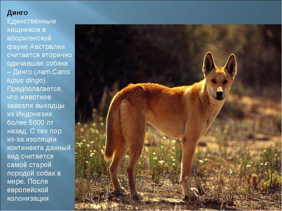Собака динго: история, внешний вид и естественная среда обитания, одомашнивание