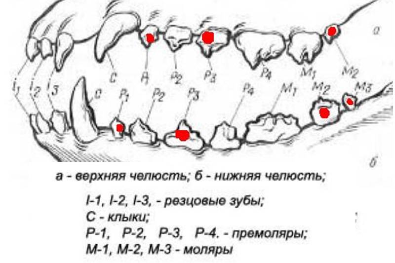 Сколько зубов у кошки: система строения и особенности
сколько зубов у кошки: система строения и особенности