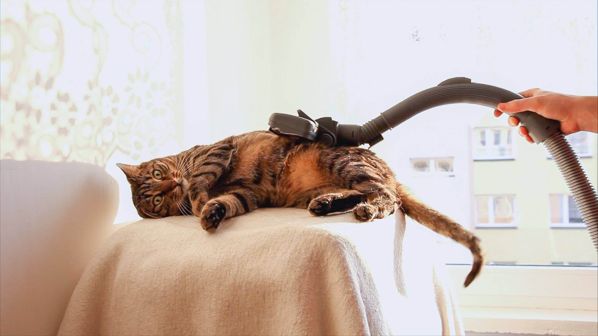 Подскажите как помочь коту?! - кот не может покакать - запись пользователя яна (jana85) в сообществе домашние животные - babyblog.ru