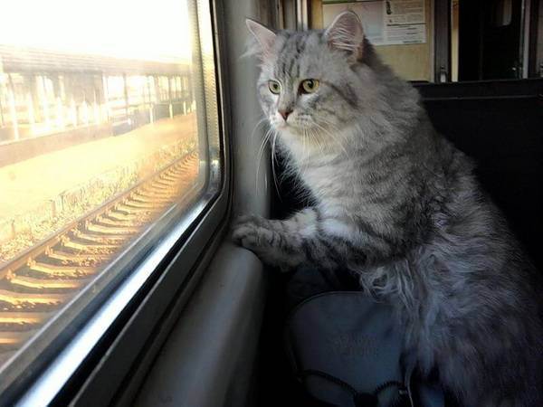 Правила перевозки кошек в поезде