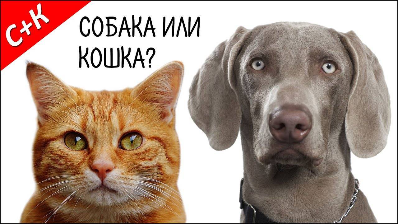 Кого лучше завести — собаку или кошку? — "сетевой" — журнал народной журналистики