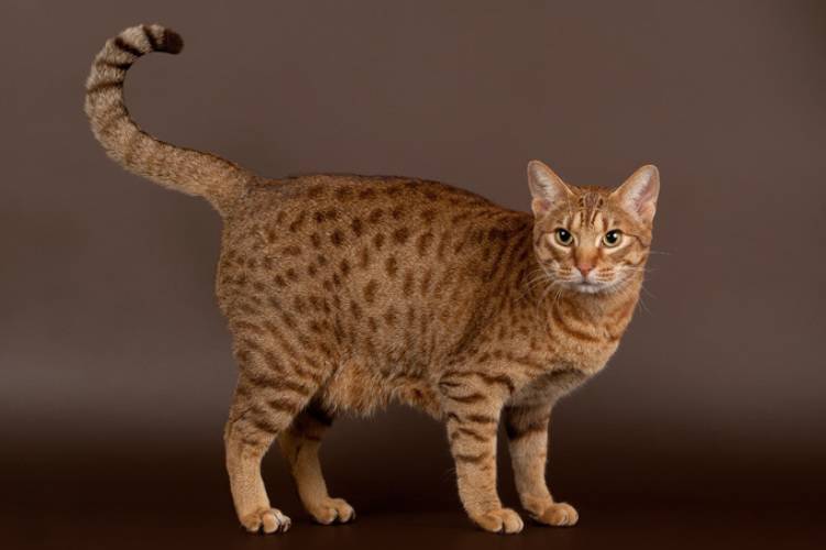 Самые ласковые и добрые породы кошек: 15 пород с фотографиями и описанием