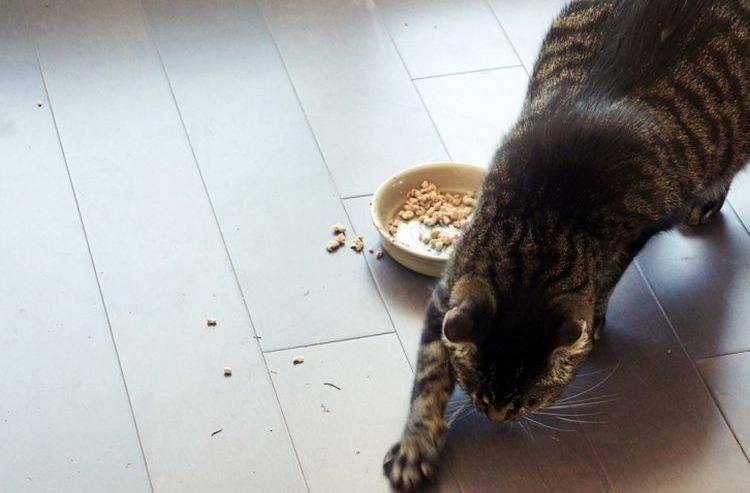 Почему кошка несколько дней отказывается от еды и питья: что делать?