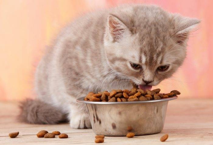 домашнее питание для кошек рецепты