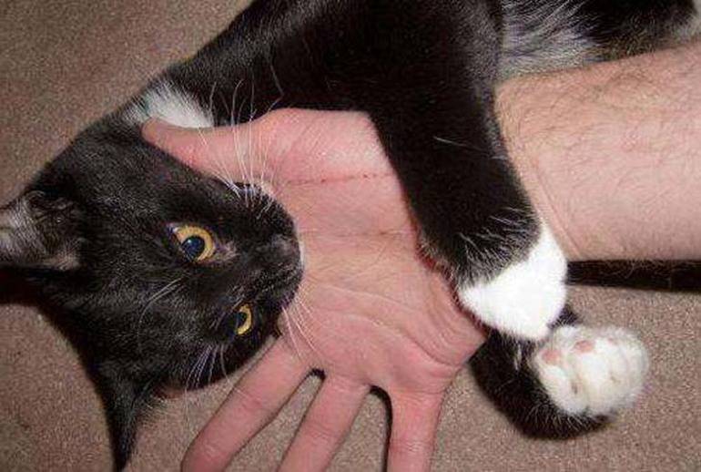 Укусил кот, опухла рука - что делать и чем лечить?