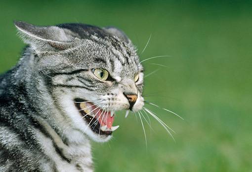 Кошка рычит и шипит без причины, кусается и ведёт себя агрессивно
