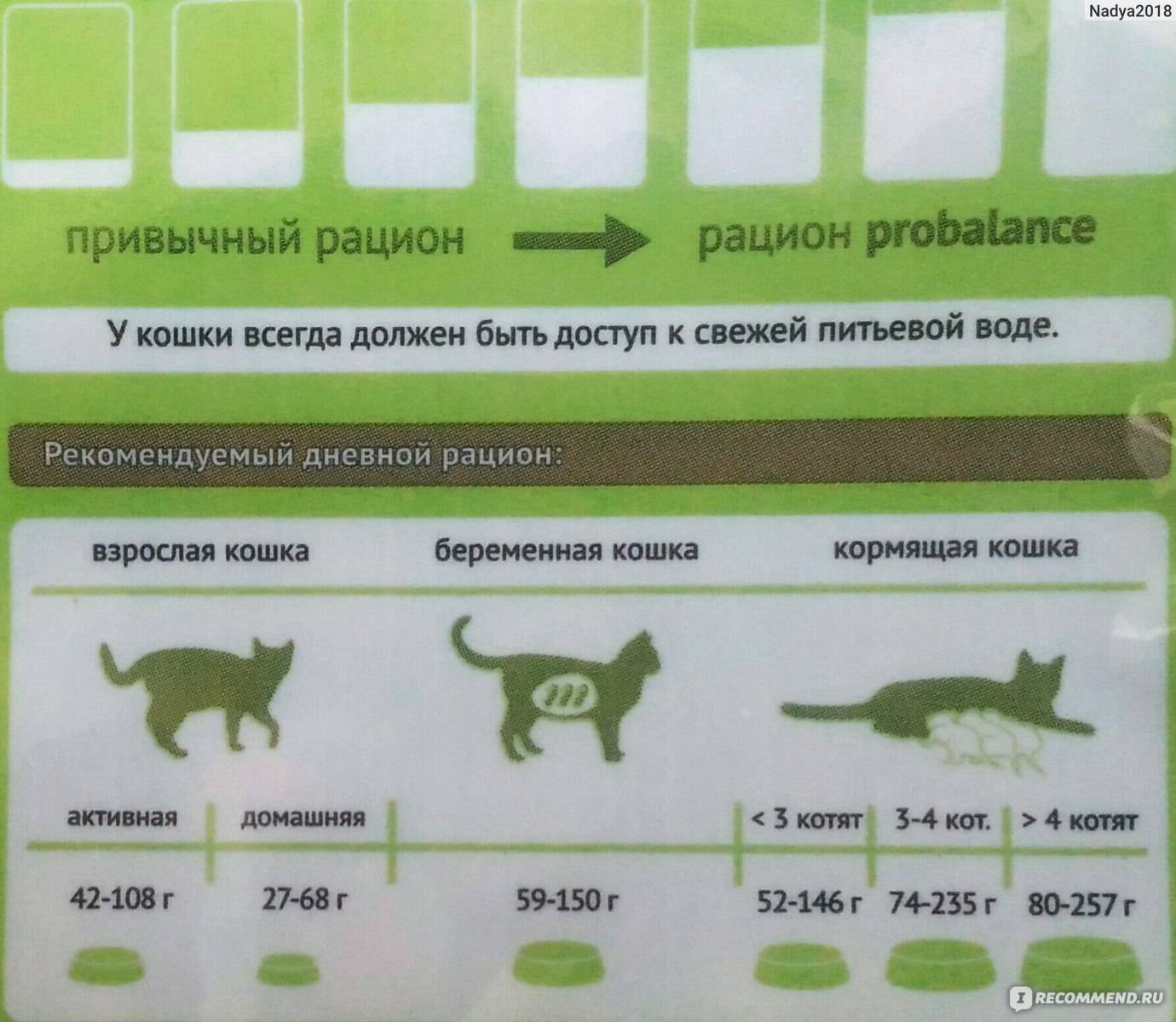 Сколько раз в день кормить кошку — натуральное и промышленное кормление