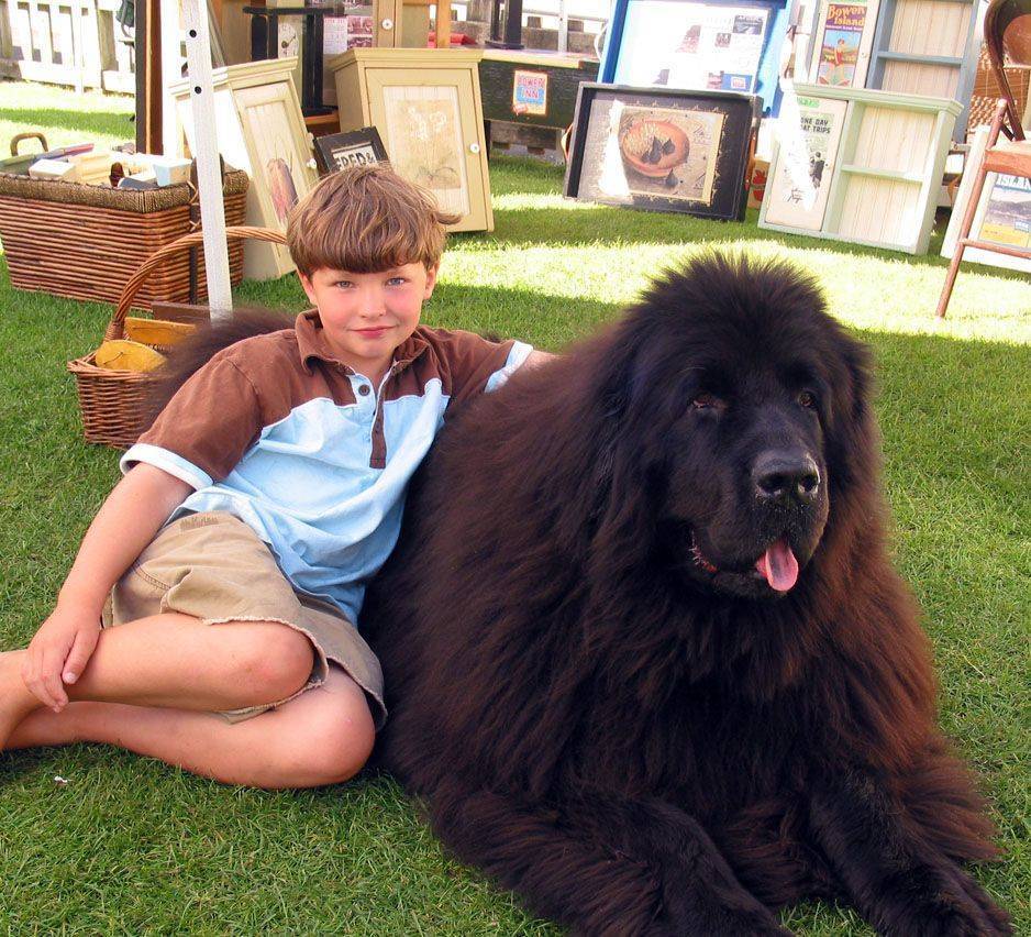 Очень огромная собака