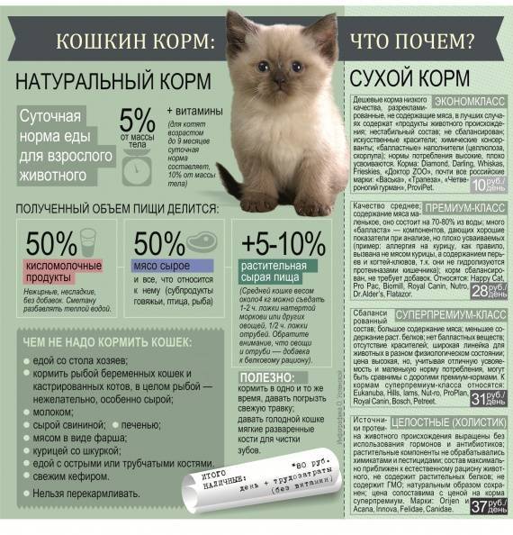 Сколько раз в день кормить кота: рекомендации, особенности и правила :: syl.ru