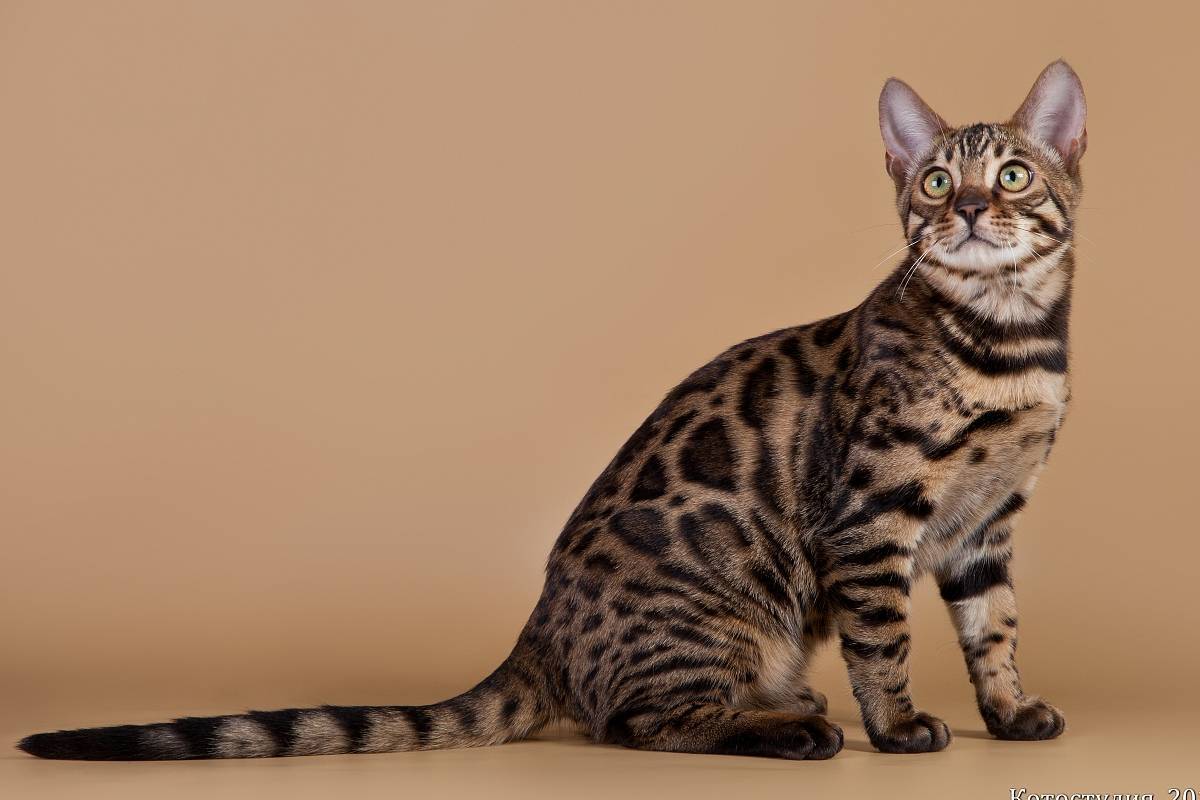 Калифорнийская сияющая кошка: фото, описание, окрас, характер, стандарт породы