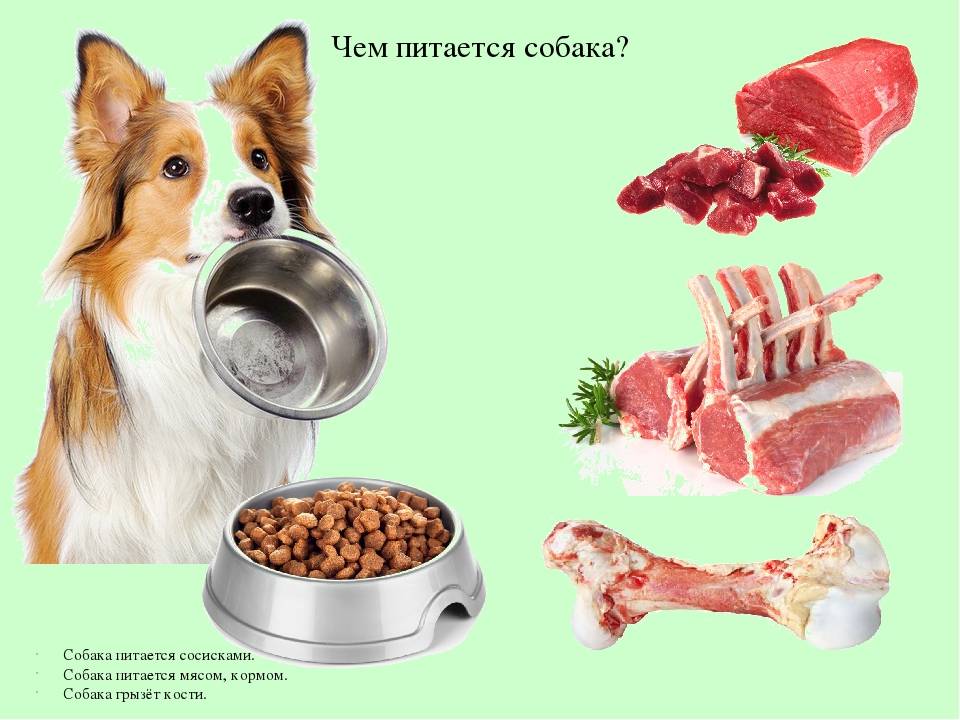 Каким мясом можно кормить собаку: можно ли давать сырое и вареное мясо, сколько нужно