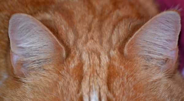 Чистят ли уши кошкам и котам и как правильно это делать?