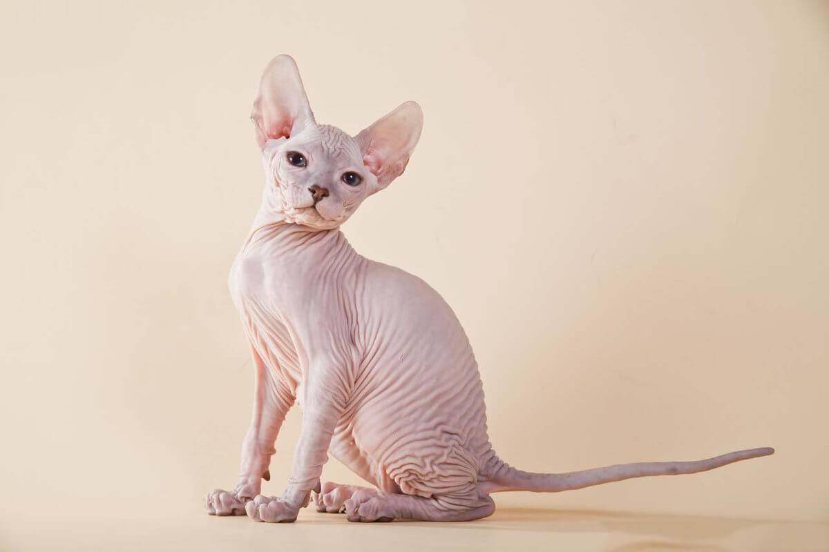 Донской сфинкс: описание породы и характера, фото | кот и кошка