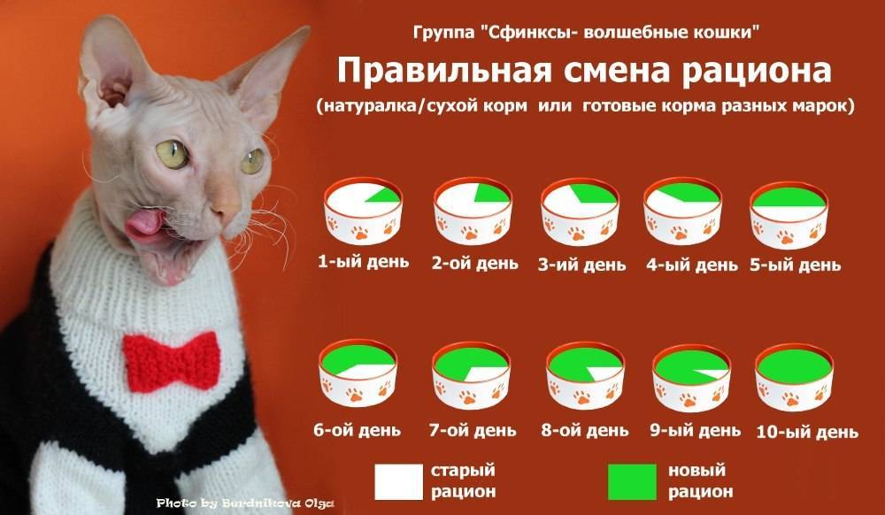 Какие кисломолочные продукты можно давать кошкам