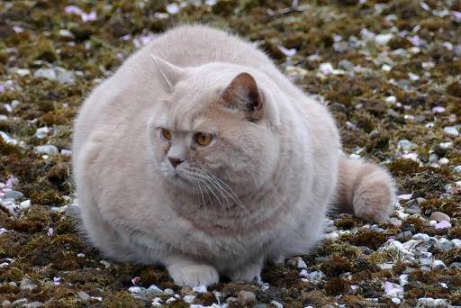 Ожирение у кошек - причины, в чем опасность