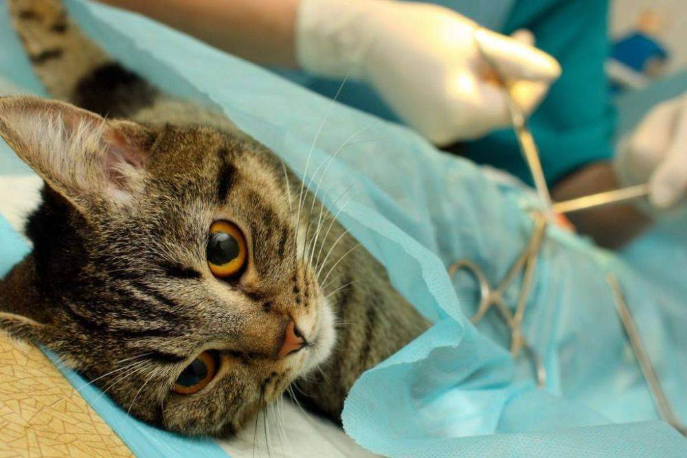Как происходит кастрация котов: подготовка, наркоз, операция, уход