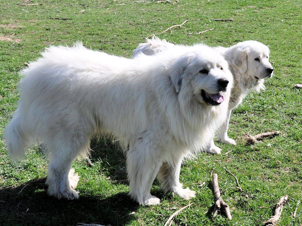 ᐉ большая пиренейская горная собака или пиренейская овчарка или пиренейский волкодав: описание породы и стоимость - kcc-zoo.ru