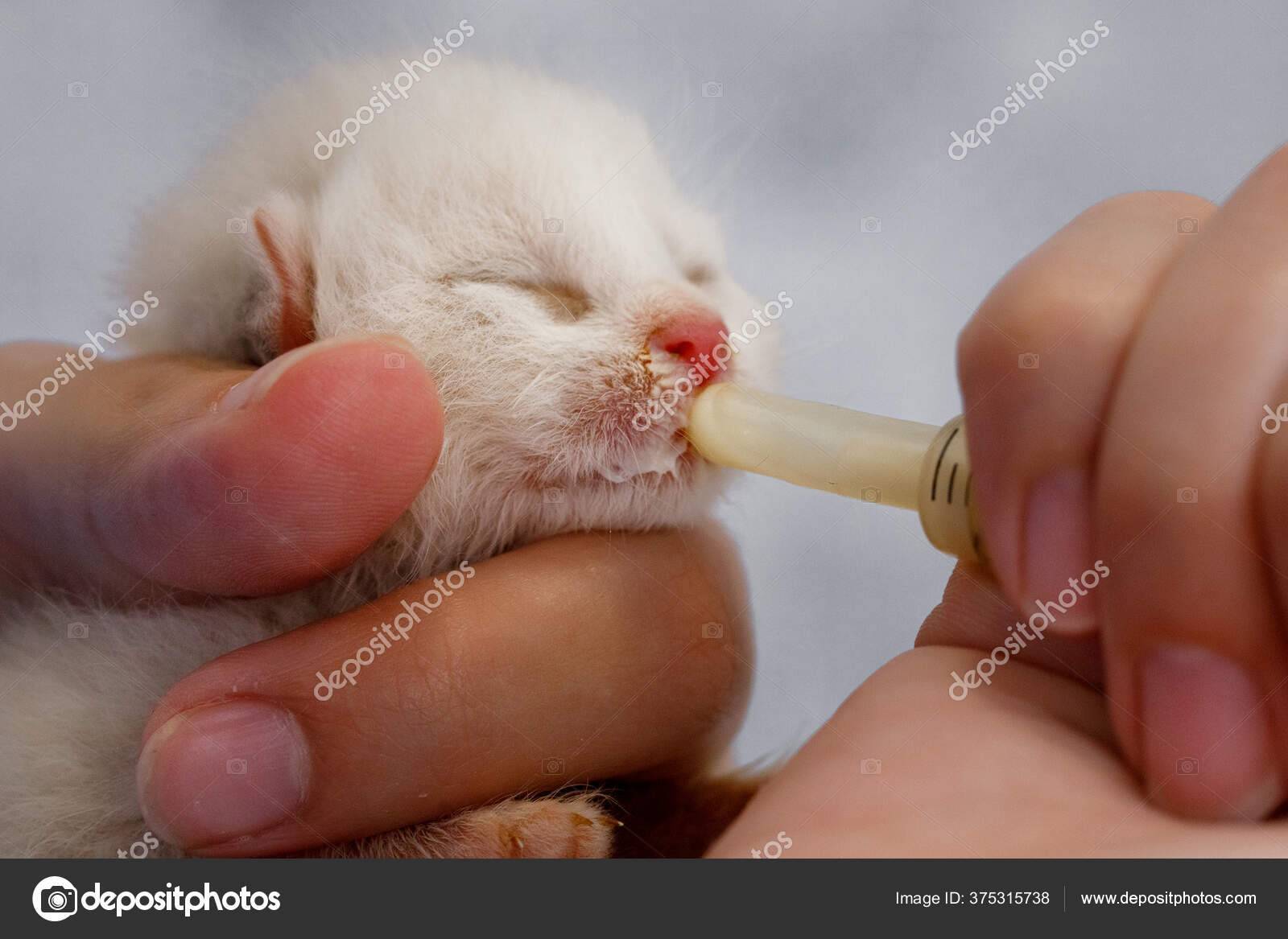Как кормить кошку из шприца
как кормить кошку из шприца