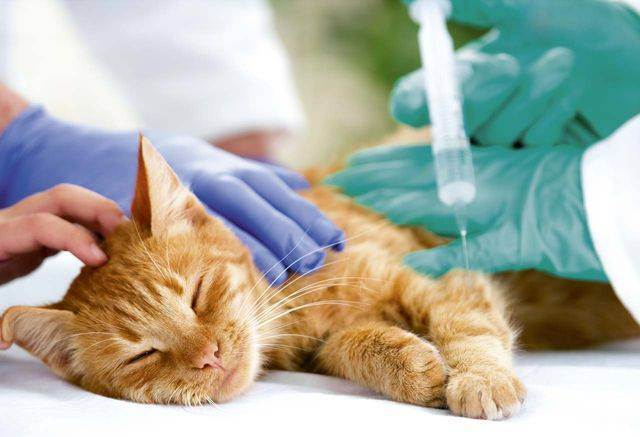График прививок для котят