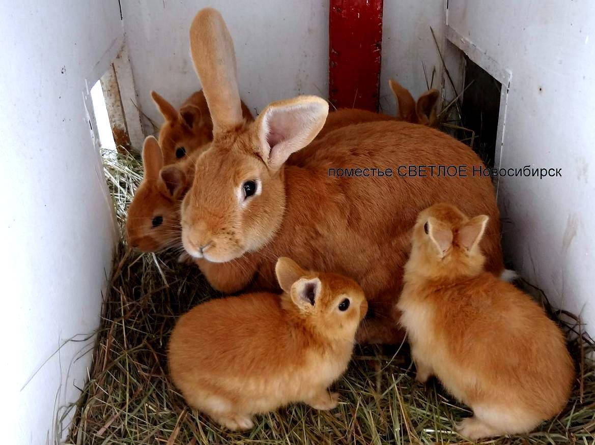 Бургундский кролик: стандарты породы, правила содержания, плюсы и минусы, отзывы