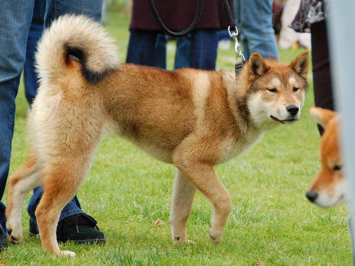 Собака тоса ину: фото, описание породы, характер японской собаки