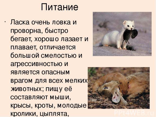 Ласка животное. образ жизни и среда обитания ласки | животный мир