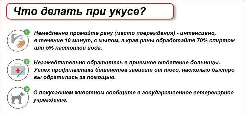 Помощь при укусе собаки