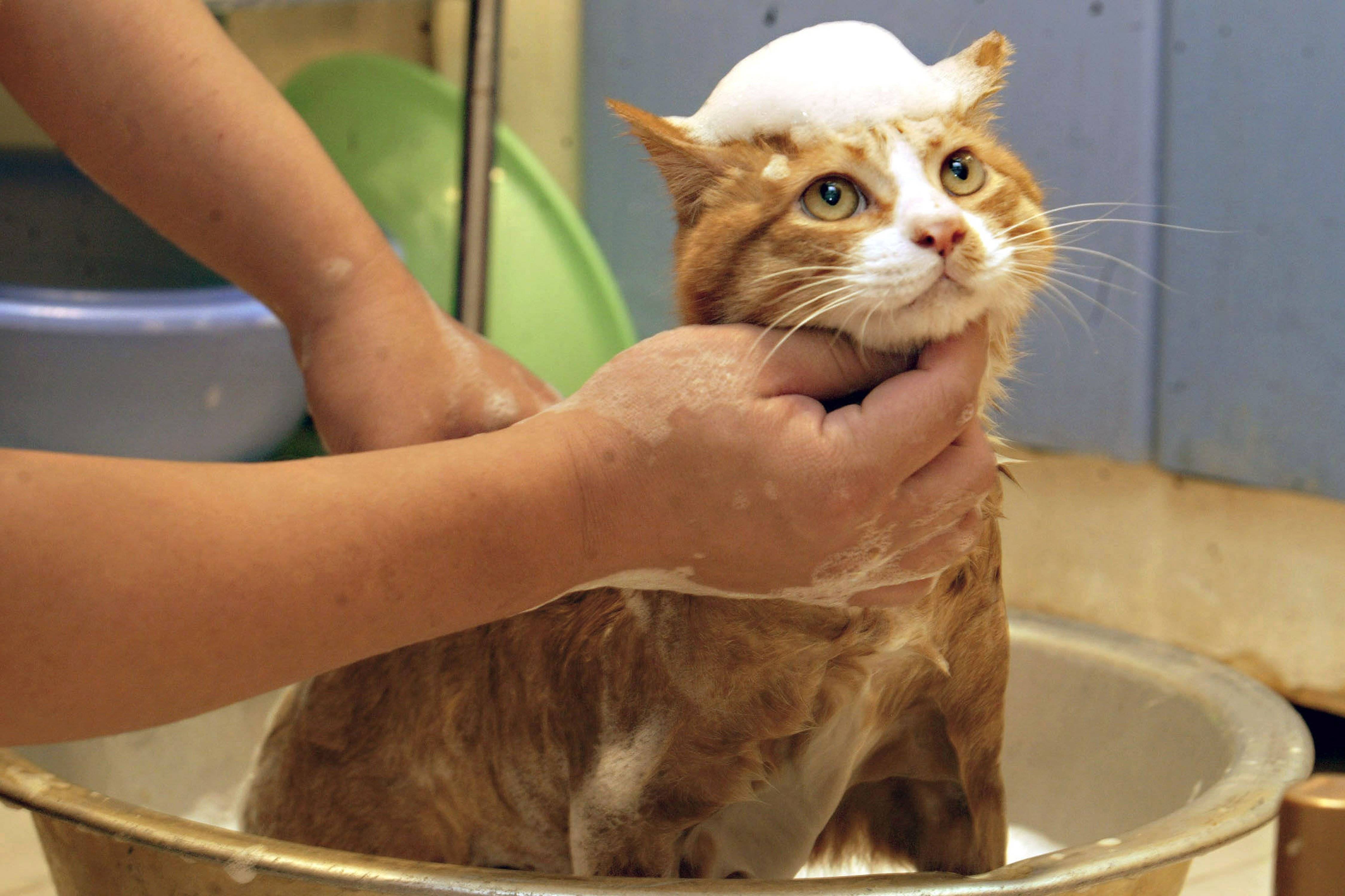Как помыть кота: правила, советы, пошаговое мытье
как помыть кота: правила, советы, пошаговое мытье