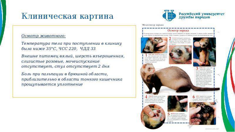 Сколько живут хорьки в домашних условиях