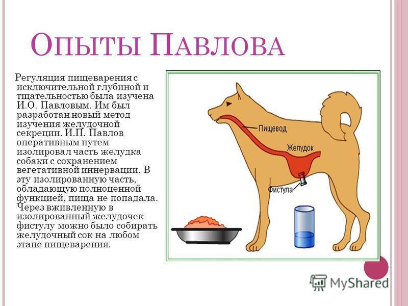 Что такое эффект собаки павлова: в чем суть исследования рефлексов