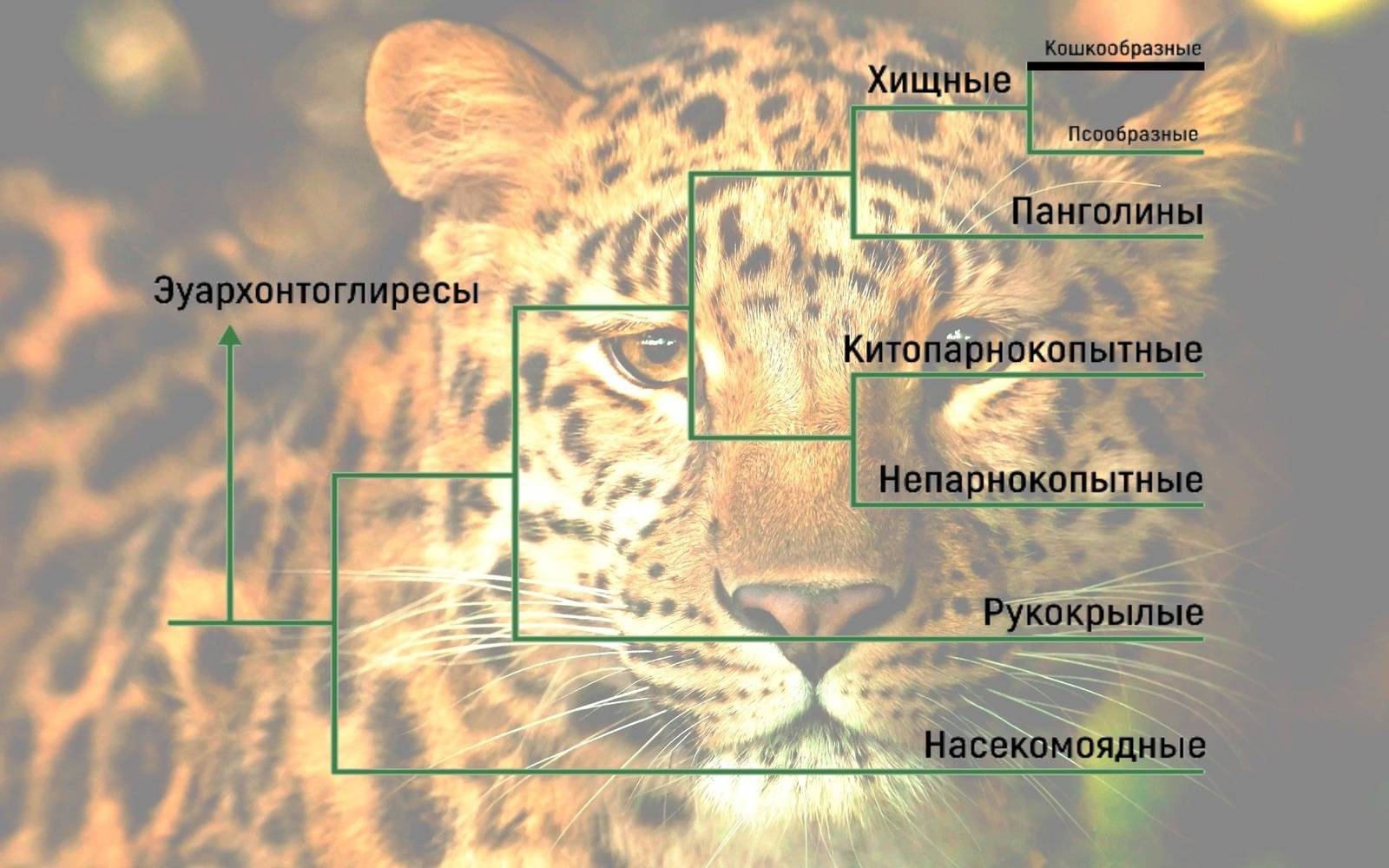 Редкие животные из красной книги россии и всего мира с фото