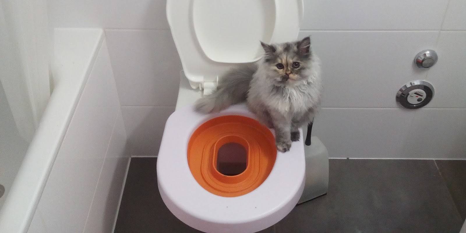 Как котенка приучить к туалету: быстро и просто
